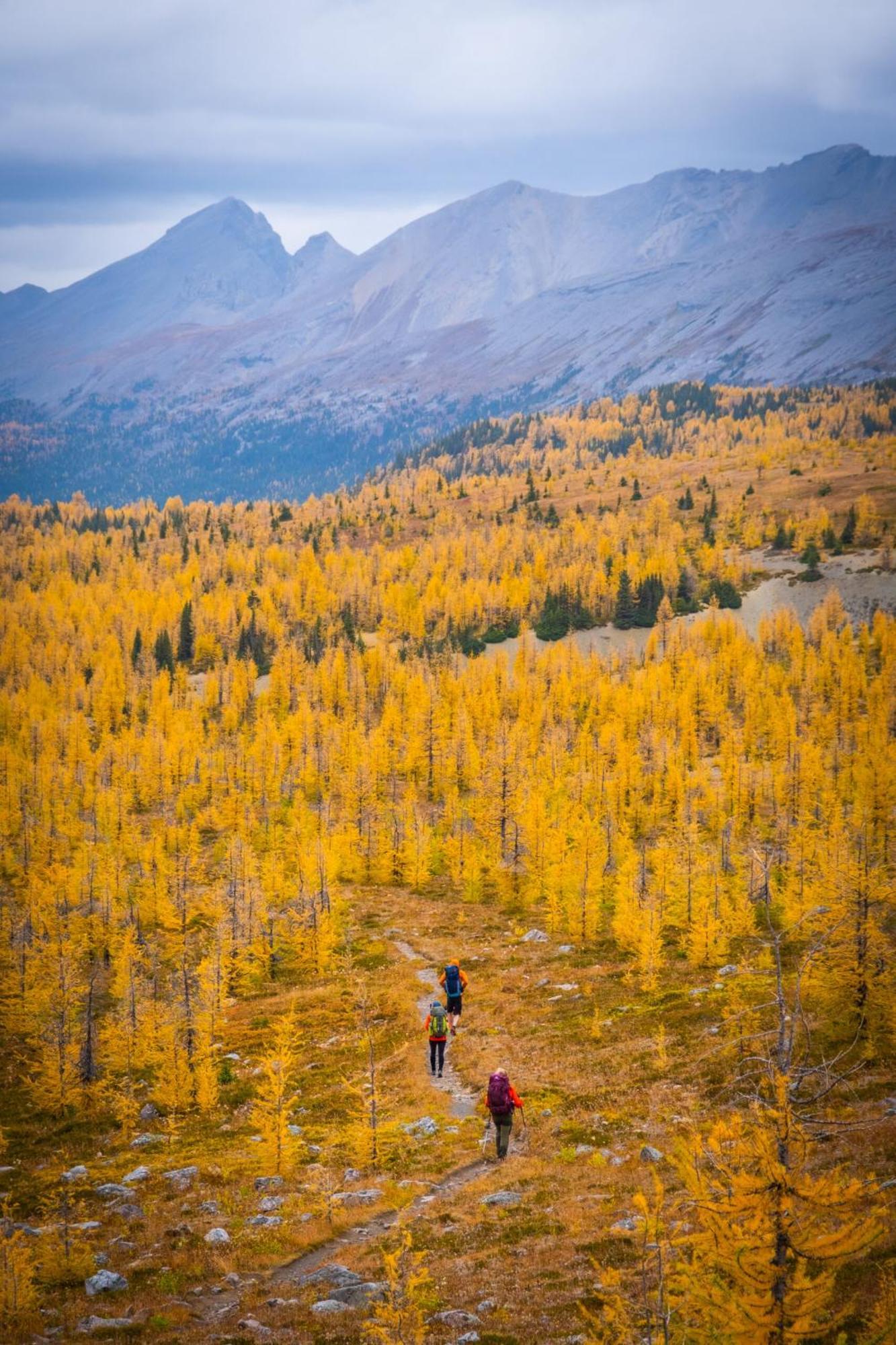 Apartmán Special! New Downtown Mtn View Free Parking 2B&2B Canmore Exteriér fotografie